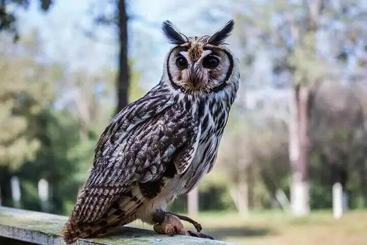 African long-eared owl